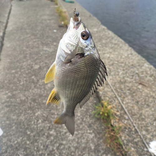 キビレの釣果