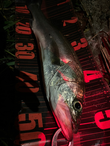 フッコ（マルスズキ）の釣果