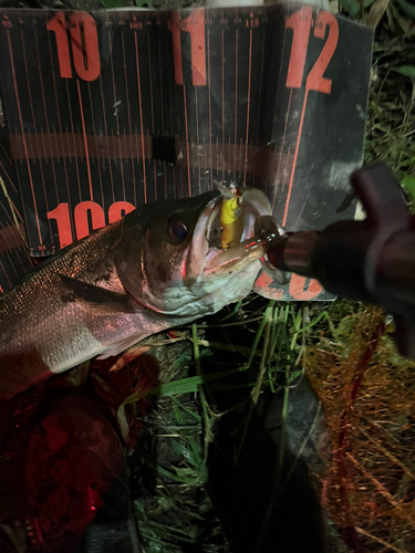 フッコ（マルスズキ）の釣果