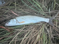 ウグイの釣果