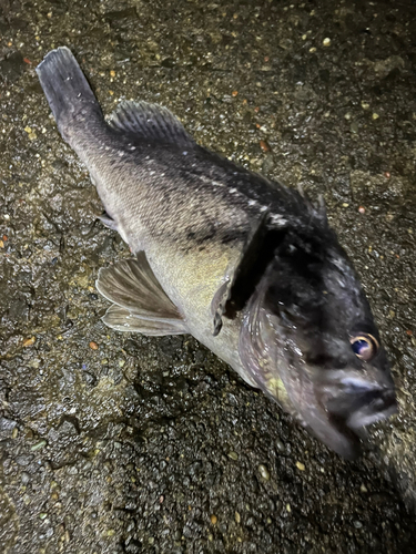 クロソイの釣果