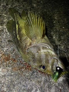 シマゾイの釣果