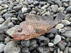 オオモンハタの釣果