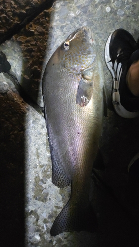 コロダイの釣果