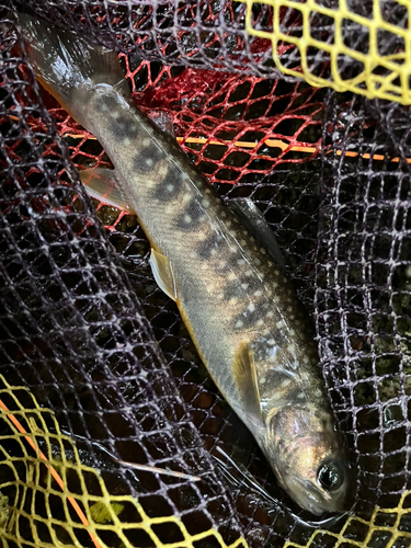 イワナの釣果