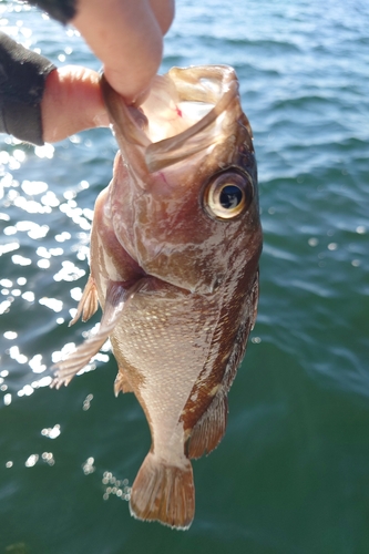 エゾメバルの釣果