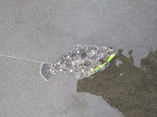 ソゲの釣果