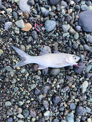 ツバメコノシロの釣果