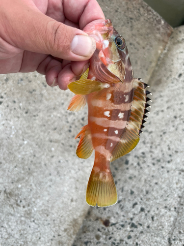 アカハタの釣果