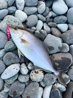 ショゴの釣果