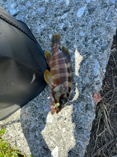 オオモンハタの釣果