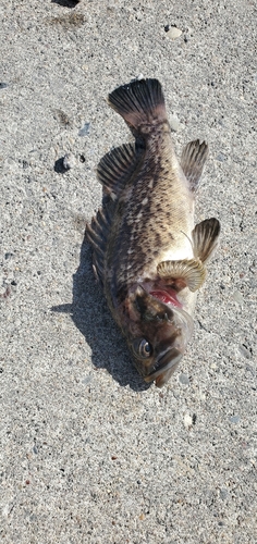 クロソイの釣果