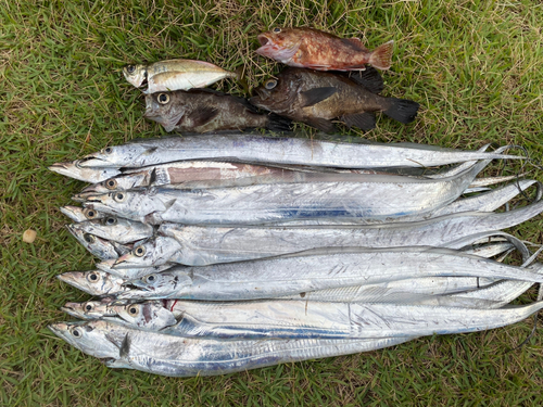 タチウオの釣果