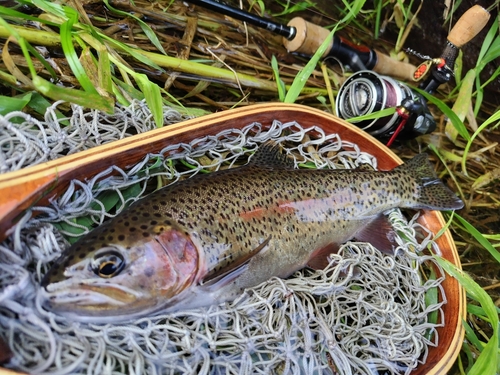 ニジマスの釣果