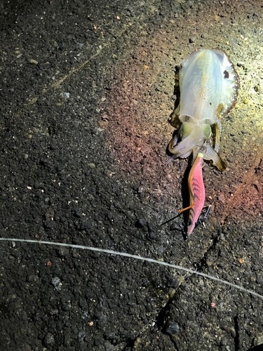 アオリイカの釣果