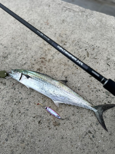 サゴシの釣果