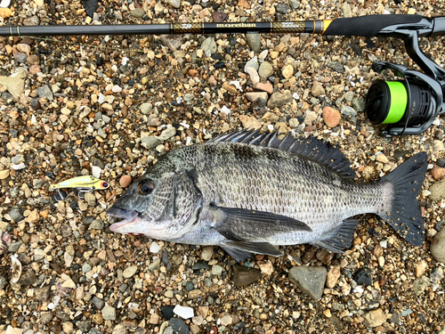 クロダイの釣果