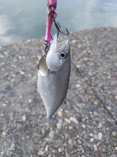 イケカツオの釣果