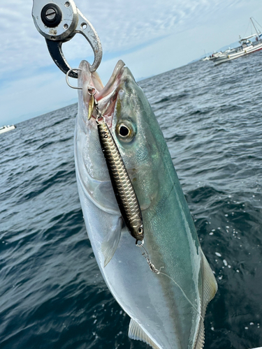 ハマチの釣果