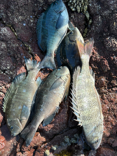 メジナの釣果