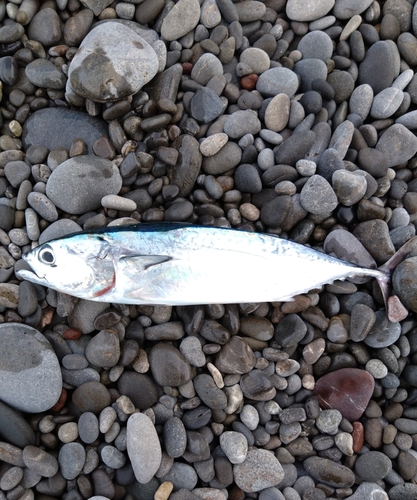 メジカの釣果