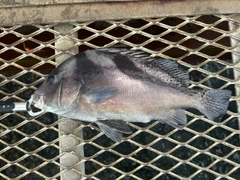 コショウダイの釣果