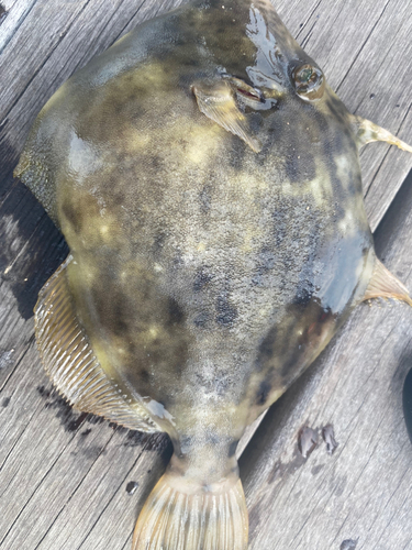 カワハギの釣果