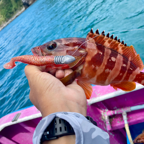 アカハタの釣果