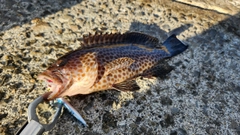 オオモンハタの釣果