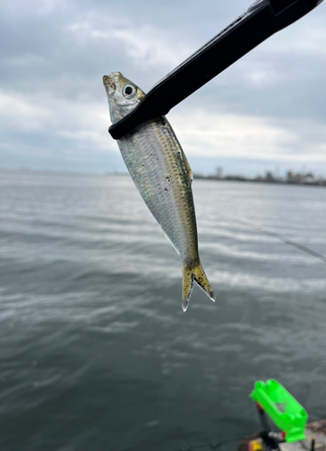 サッパの釣果