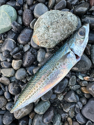 ゴマサバの釣果