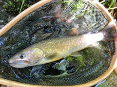 イワナの釣果