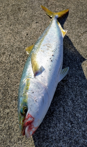 イナダの釣果