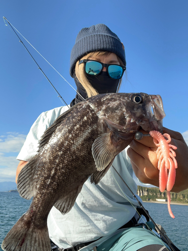 マゾイの釣果