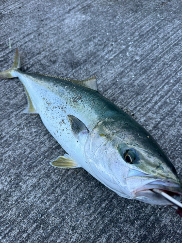 ワラサの釣果