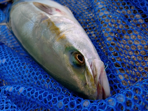 ツバスの釣果