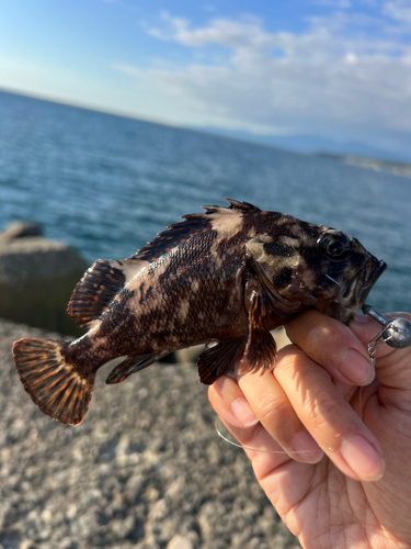 オウゴンムラソイの釣果