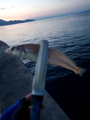 キスの釣果