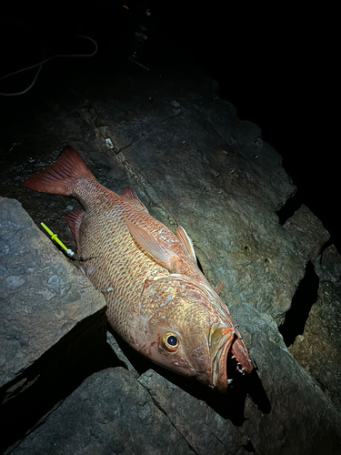 ゴマフエダイの釣果