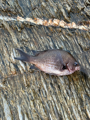 スズメダイの釣果