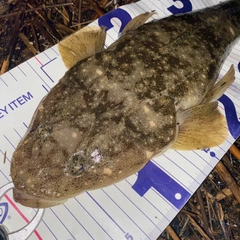 マゴチの釣果