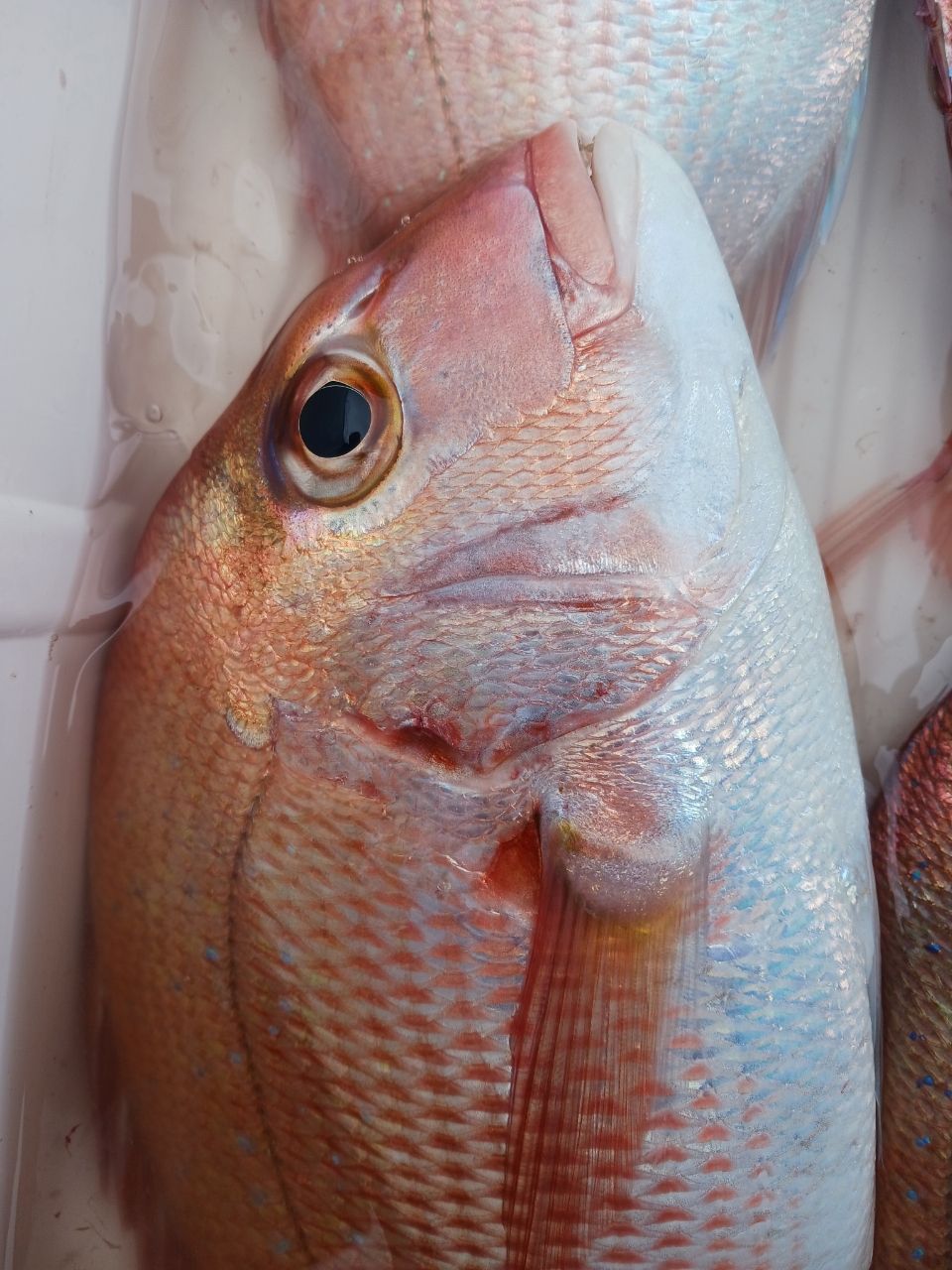 ひろきの父ちゃんの釣に行く。さんの釣果 1枚目の画像