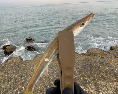 カマスの釣果