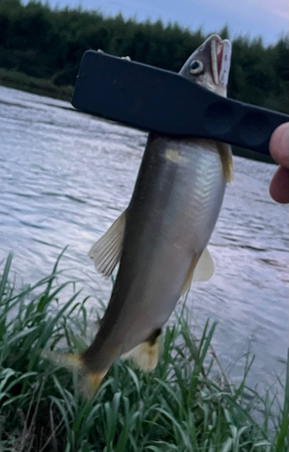 アユの釣果