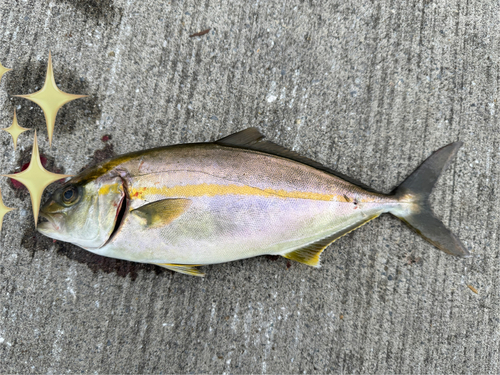 ショゴの釣果