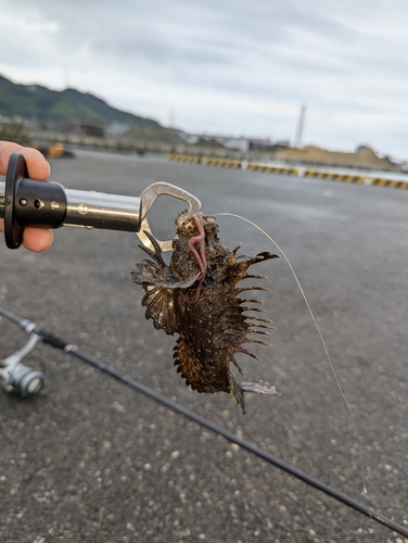 オニオコゼの釣果