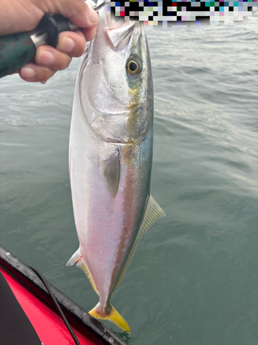 ワラサの釣果