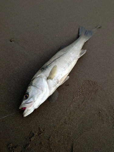 スズキの釣果