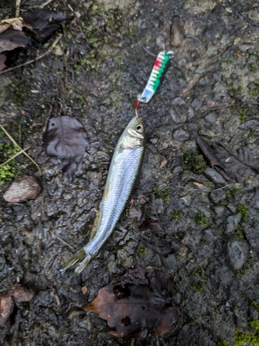 カワムツの釣果