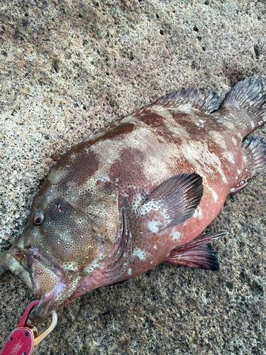 ヤイトハタの釣果